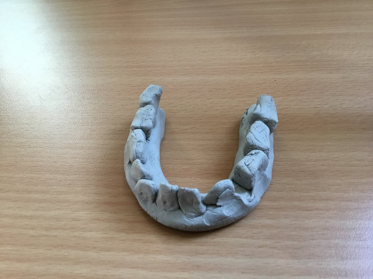 teeth model with clay