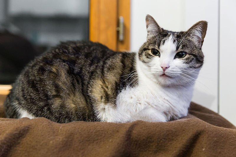 OuestFrance14's tweet photo. Ingénieur brillant, père de famille, cet homme sortait la nuit pour mutiler des #chats autour de #Caen. Il a été condamné à neuf mois de prison ferme https://t.co/wjVQnEVwha https://t.co/5Z9eurwcKB