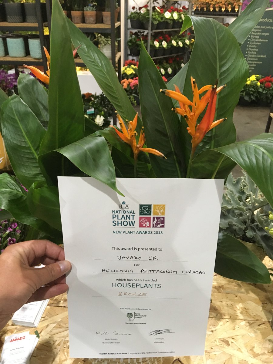 SchieLilium's tweet photo. De Heliconia Curacao heeft de Bronzen Award behaald bij de prestigieuze HTA National Plant Show New Plant Awards in UK @Javado @decorumcompany @DummenOrangeEU #heliconia #noviteit #mooiproduct #trots https://t.co/ydwGdgv8KS