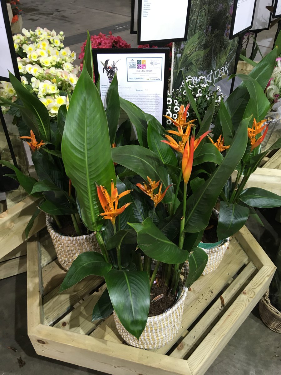 SchieLilium's tweet photo. De Heliconia Curacao heeft de Bronzen Award behaald bij de prestigieuze HTA National Plant Show New Plant Awards in UK @Javado @decorumcompany @DummenOrangeEU #heliconia #noviteit #mooiproduct #trots https://t.co/ydwGdgv8KS