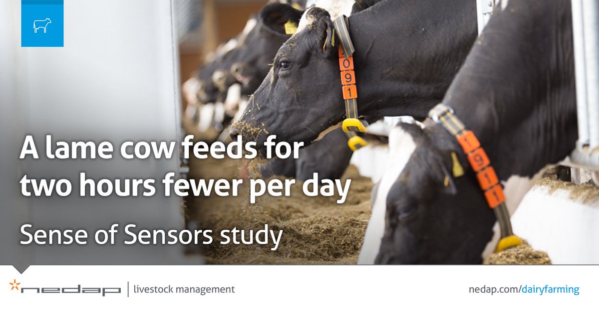 Most dairy farmers already know that a lame cow walks and eats less than a healthy one. The Sense of Sensors study has now provided hard data to support this: lame cows eat for 135 fewer minutes per day than non-lame cows. Learn more: ow.ly/cjaI30kHCbi