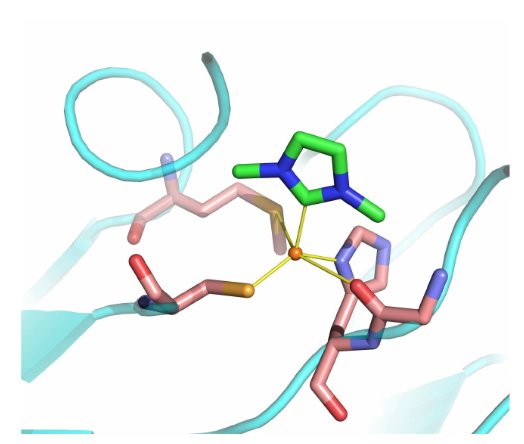 #NHC binding in #metalloenzymes revealed: novel binding mode of #His? 
<a href="/ParadisiResLab/">ParadisiResearch</a> <a href="/angew_chem/">Angewandte Chemie</a> 
onlinelibrary.wiley.com/doi/epdf/10.10…
