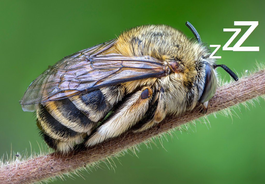 realKingofBees's tweet image. 