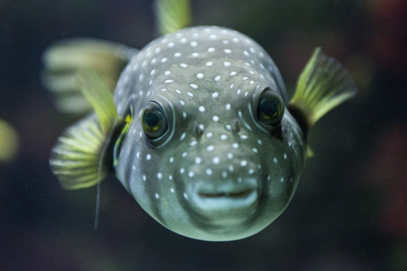 Глазки рыбок. Глаз рыбы. Рыба с красивыми глазами. Глаза рыбки. Рыбий глаз рыба.