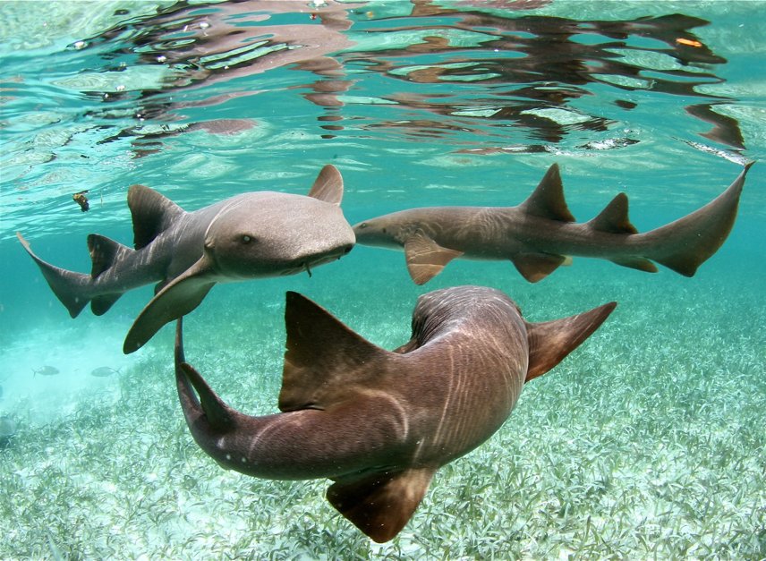 Did you know over a quarter of the known species of sharks and rays are now threatened with extinction? <a href="/wildnetorg/">Wildlife Conservation Network</a> are doing their bit to protect them with donations from <a href="/WorldNomads/">World Nomads</a> travelers. #responsibletravel #giveback ow.ly/NQ2430kHzCZ