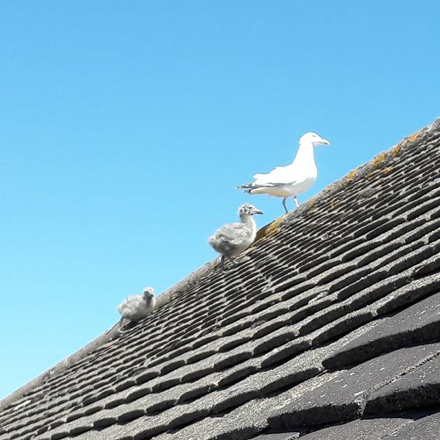 Our latest lodgers 😲 it's the 5th time  seagulls have nested on ourl fat roof dormer #seagullchicks #noisyneighbors #wildlife ift.tt/2lGxrsC
