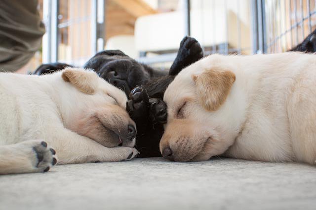 hundebabys hashtag on Twitter