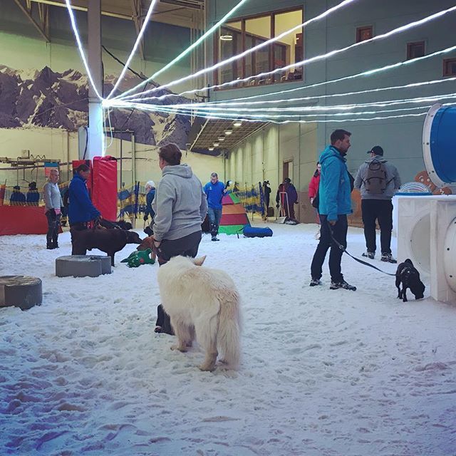 Chill_Factore's tweet photo. Today’s Canine Chill Zone is in full swing! https://t.co/lsefEsacGt https://t.co/Q8x9MizkYq