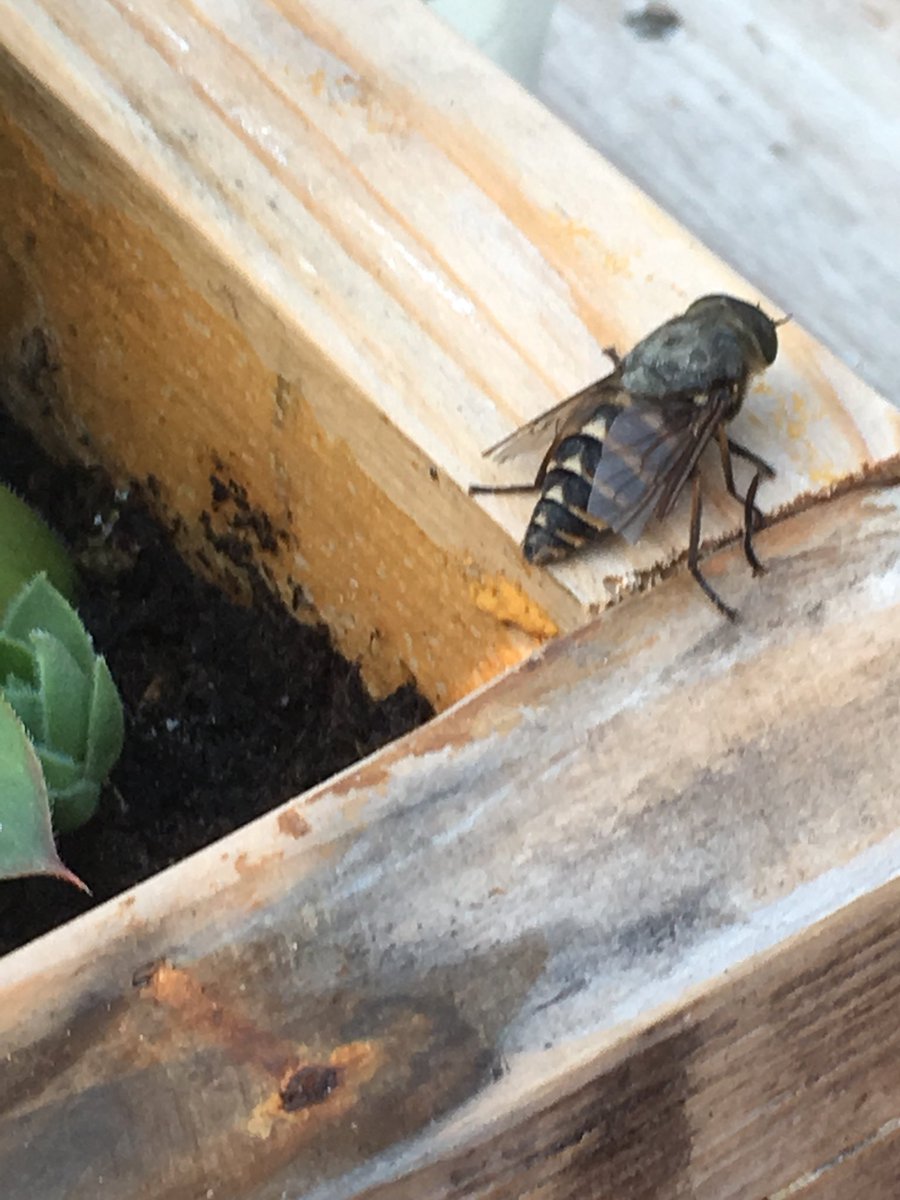 Right <a href="/KiralouTerry/">Kira Terry</a> you know about insects - is this a giant bee or a hornet?! X