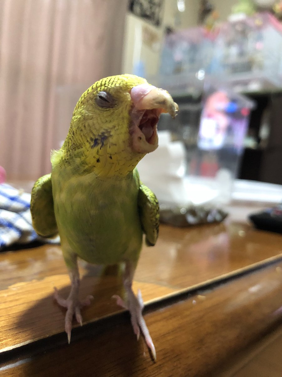あっこ No Twitter 不細工なあくび笑笑 うそうそ 我が家ではアイドル 音ちゃん セキセイインコ あくび セキセイインコの あくび 元気になったよ あっこ No Twitter 不細工なあくび笑笑 うそうそ 我が家ではアイドル 音ちゃん セキセイインコ あくび セキセイインコの あくび 元気になったよ