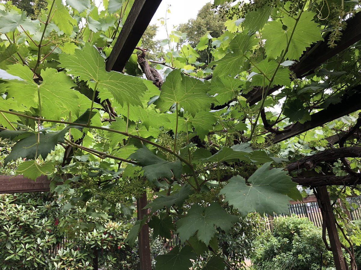 Eats, shoots and leaves. Courgettes, footy and vine leaves. The perfect balance - up here on the Glorious Heath