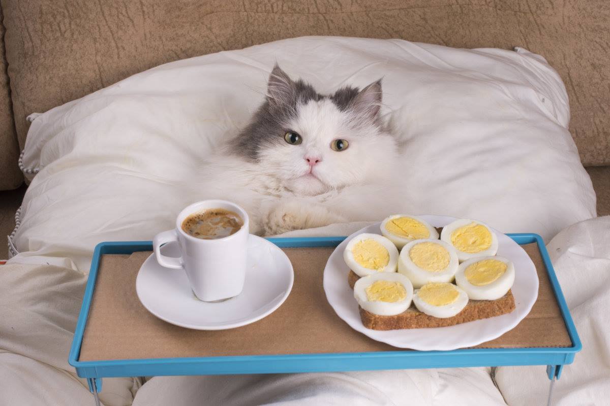 Доброе утречко котики. Кот утро. Доброе утро кот. Доброе утро с кошками. С добрым утром котенок.