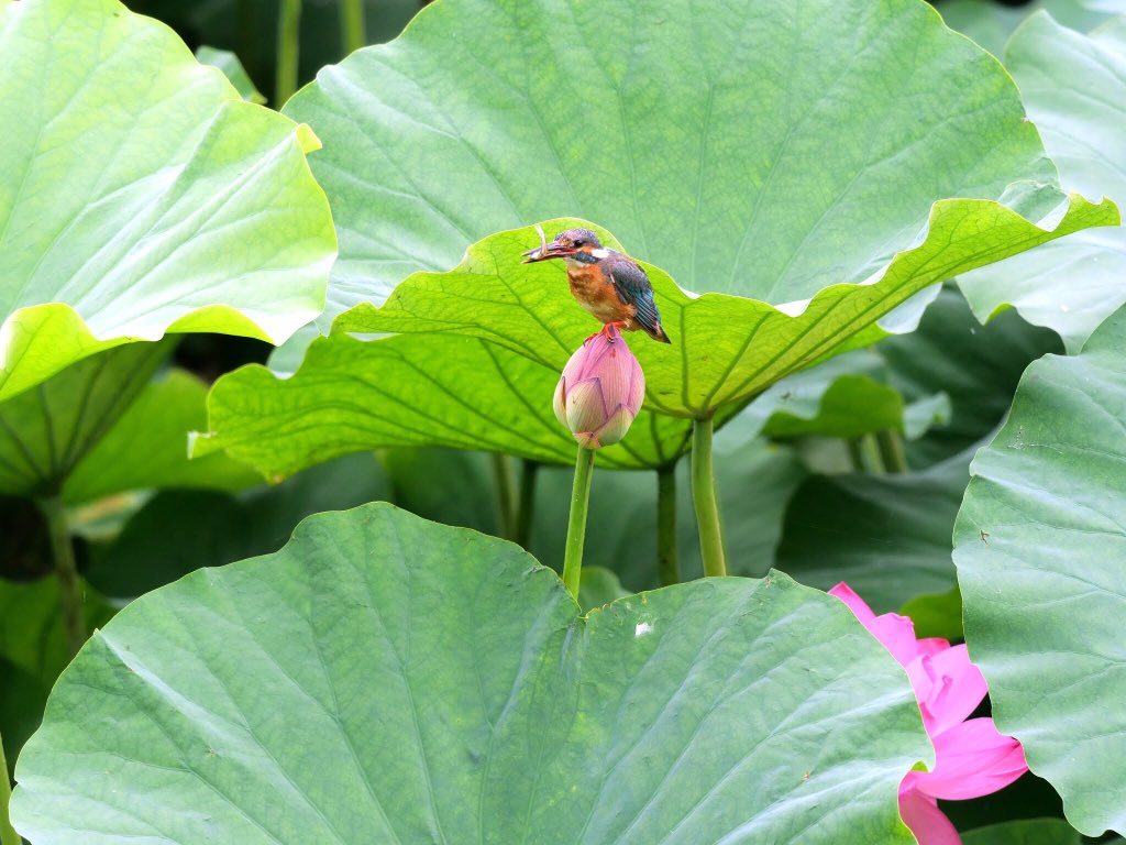 Koutaisi こんばんは 友人h氏撮影ｎｏ 58 川越の小畔水鳥の郷公園より カワセミです ハスの花もそろそろですね