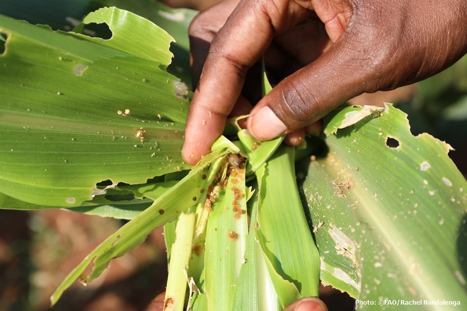 FAOnews's tweet image. #FallArmyworm🐛 keeps spreading &amp;amp; it's showing a growing appetite for sorghum &amp;amp; millet, in addition to maize.  

"We are particularly concerned about the disastrous impact the pest can have on countries already facing crises." @FAOafrica's Bukar Tijani.
👉 ow.ly/Kcjv30kHHHj