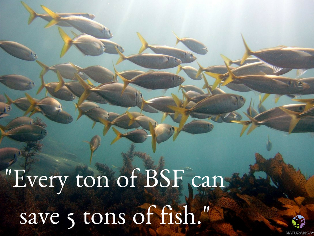 naturansa's tweet photo. "Üretilen her bir ton #BSF sayesinde beş ton balık yaşamına devam etmektedir." 🐠🐟 #naturansaimpact #insectprotein #insectasfeed #fish #SDG14 #blacksoldierfly https://t.co/waCKYwle9Y