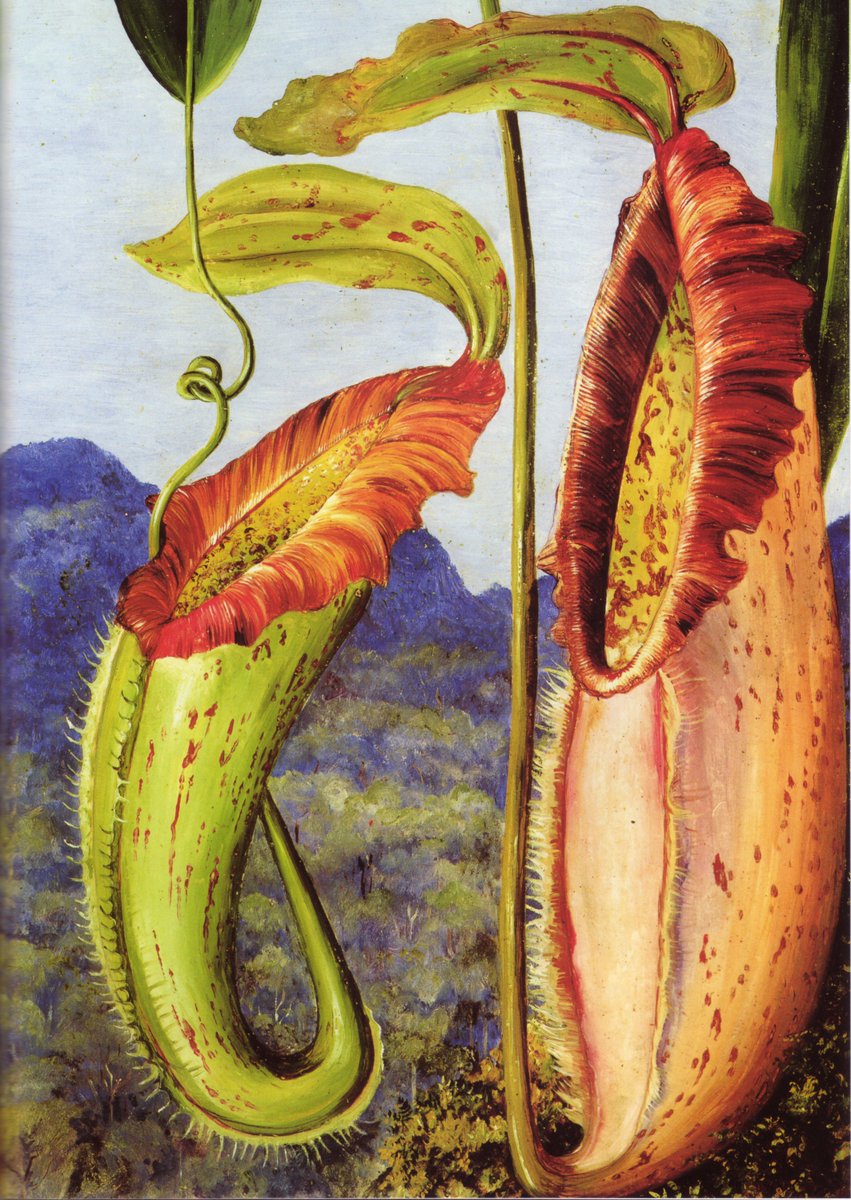 Nepenthis Northiana - Pitcher plant from Sarawak, Borneo, named after Marianne North. en.wikipedia.org/wiki/Nepenthes…