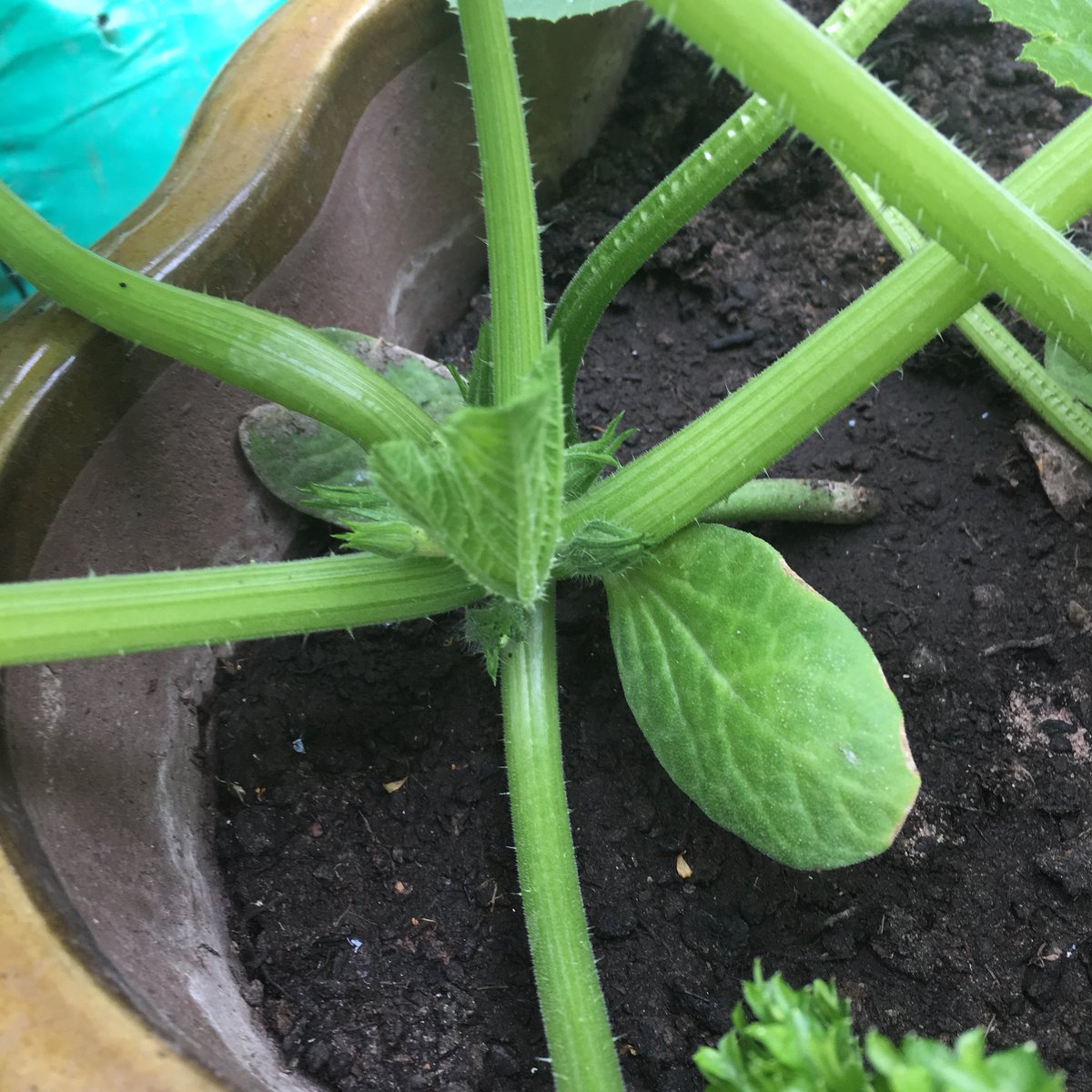 Podge And Titch Craft LDN tweet media