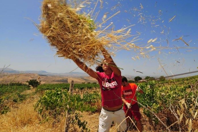 Restano ancora pochi giorni per iscriversi agli ultimi campi rimasti di E!State Liberi!, i campi di impegno e formazione sui beni confiscati proposti da Libera. Rivolti a giovani, adulti, gruppi o aziende! urly.it/3bhw