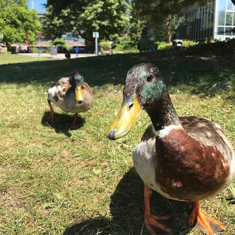 Our campus ducks here, looking like they're about to release the hottest album of the year. 📷Julius Ko