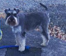 AnLeabharlannai's tweet image. Daisy is 1 year old ! #minishcnauzer she survivied!!! #dogsireland