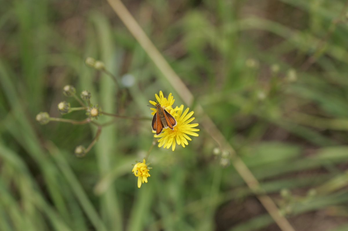 Bedarfslenkung's tweet image. Jetzt neu #Canon #markll #Vollformat  meine neue alte.