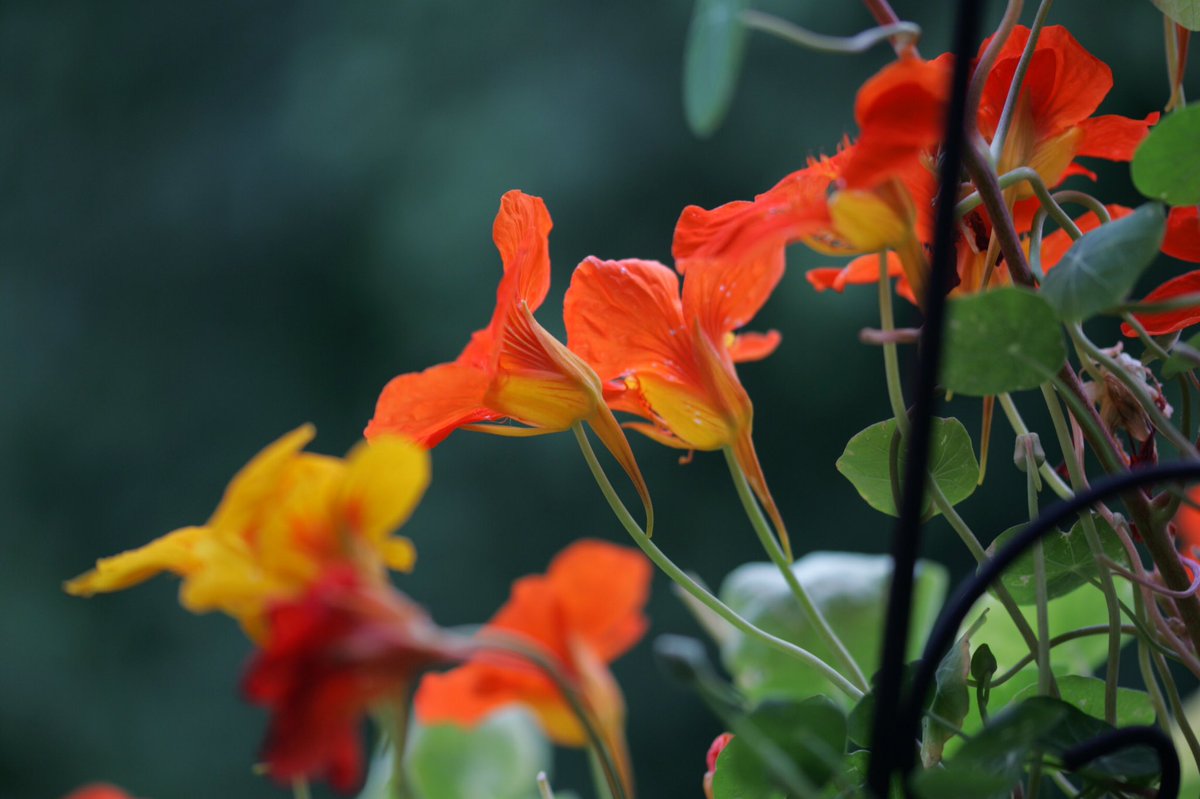 Bedarfslenkung's tweet image. Jetzt neu #Canon #markll #Vollformat  meine neue alte.