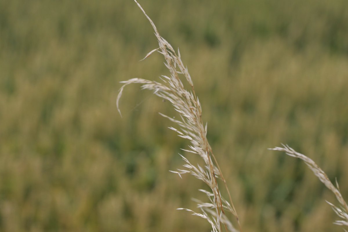 Bedarfslenkung's tweet image. Jetzt neu #Canon #markll #Vollformat  meine neue alte.