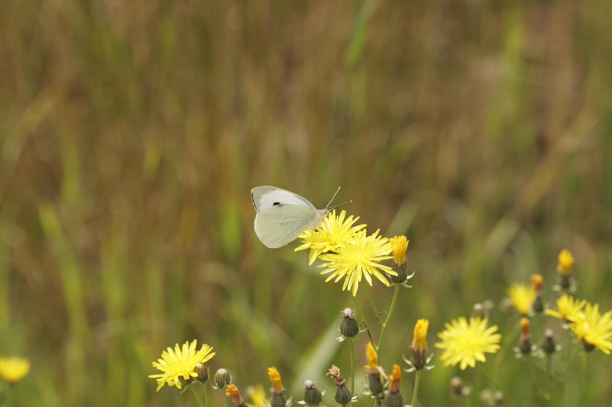 Bedarfslenkung's tweet image. Jetzt neu #Canon #markll #Vollformat  meine neue alte.