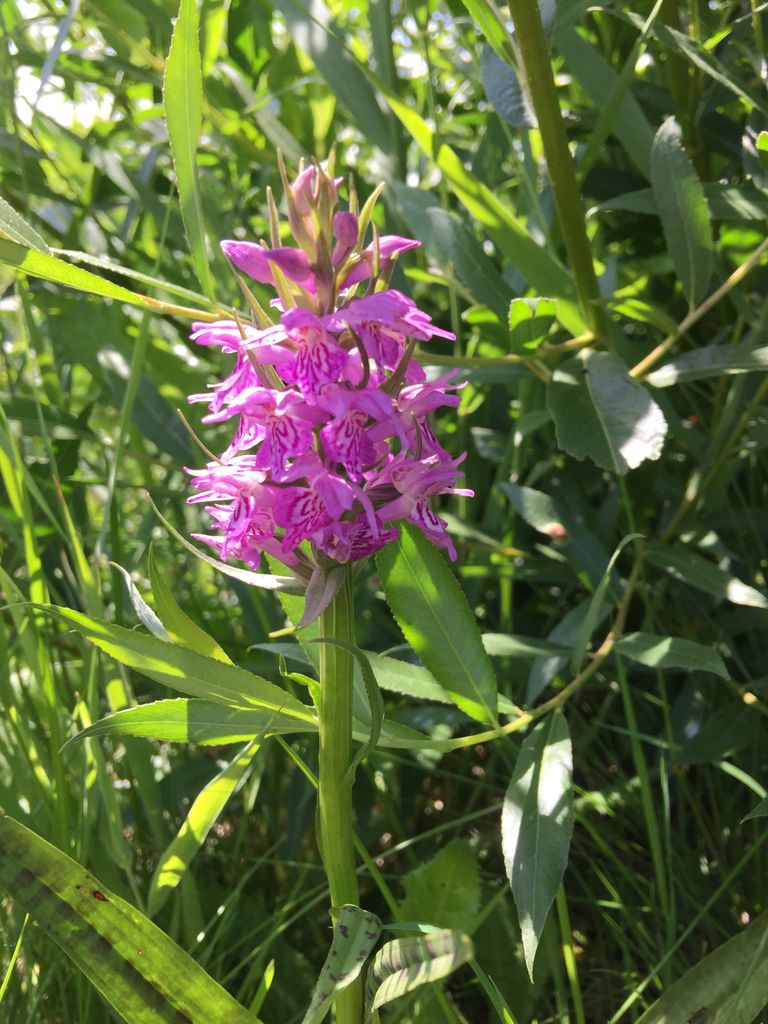Altijd leuk als er oplettende leden door de baan gaan. Deze wilde orchidee werd gespot door Nelly Huisman. Zie u iets leuks of opvallends op de baan? Stuur het gerust door naar golf@dorhoutmees.nl