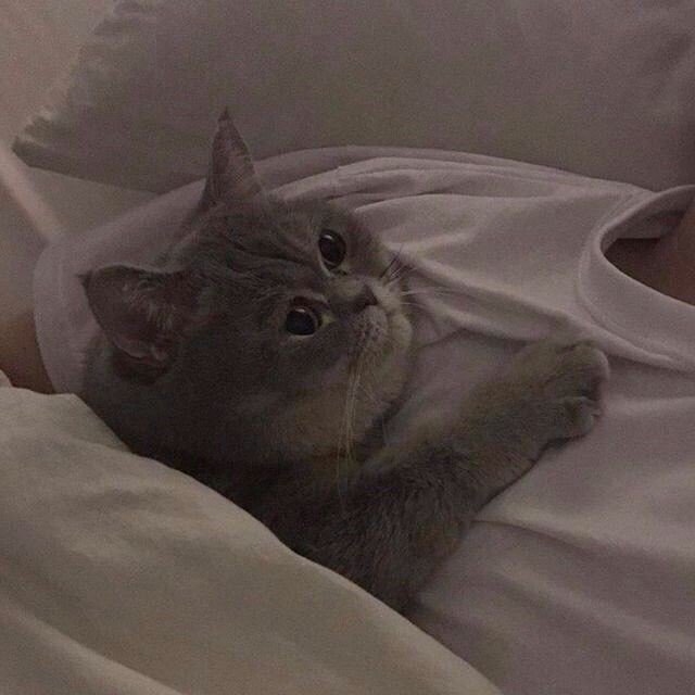 F8iEck's tweet image. น้องขนนุ่มฟูน่ากอดน่าบีบ