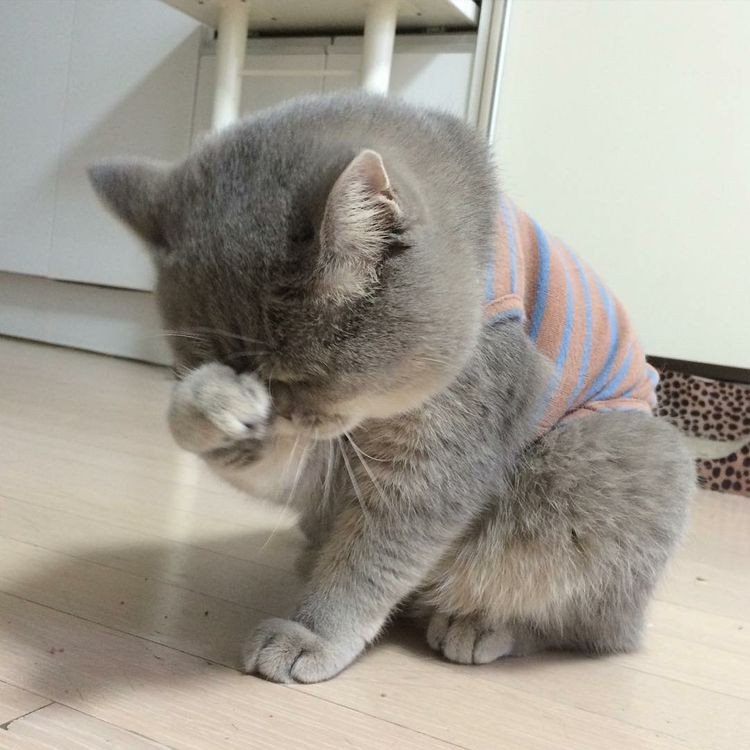 F8iEck's tweet image. น้องขนนุ่มฟูน่ากอดน่าบีบ