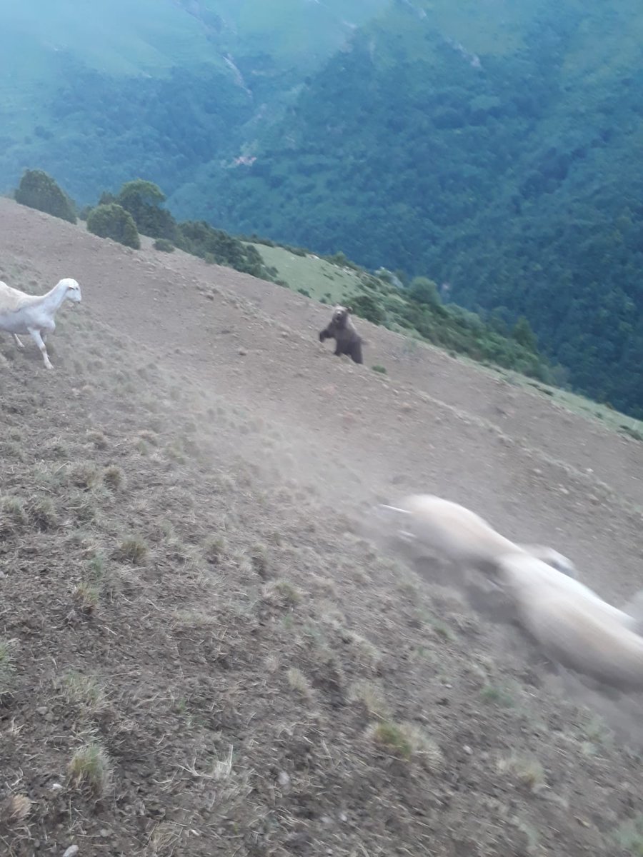 Un pastor se enfrenta a un oso en el valle de Castanesa (Huesca)