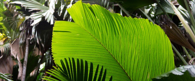 Tomorrow is #TropicsDay!

#DYK tropics are facing never before seen challenges due to #climatechange &amp; are some of the most vulnerable regions of the world as our #environment deteriorates?

>>bit.ly/2N90qlA <a href="/RoseeLaura/">laura rosee</a>