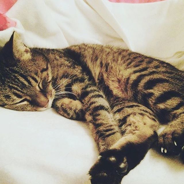 Meet Balzac. Le plus beau de tous les chats 🐈 
#chat #meow #catsofinstagram #cats #miaou #catstagram #caturday #feline #petsofinstagram #petstagram #catsleeping #catsleepingpositions ift.tt/2tMBzet