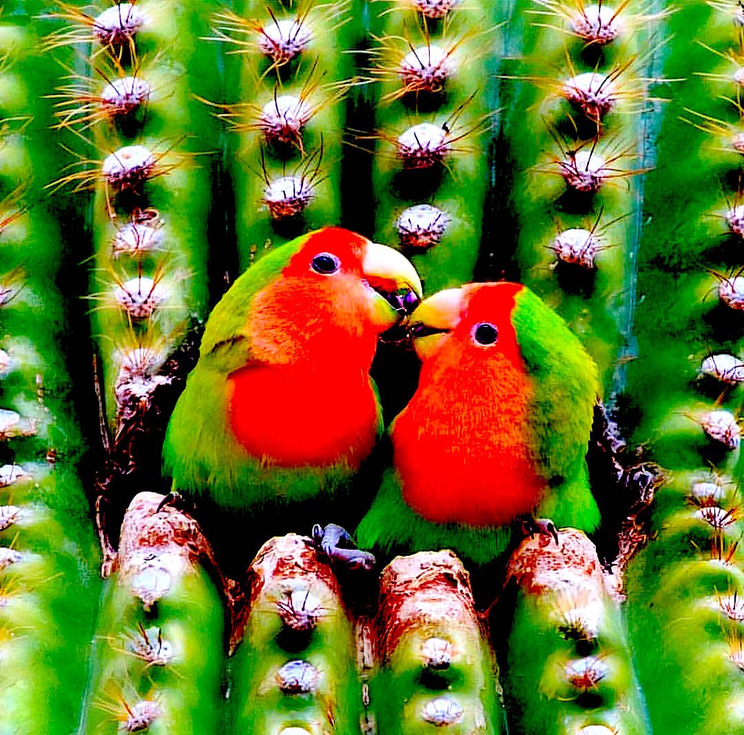 ♥️ Love... Love…🐥♥️🐥♥️♥️