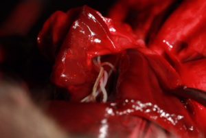 Paws For Life NC tweet media