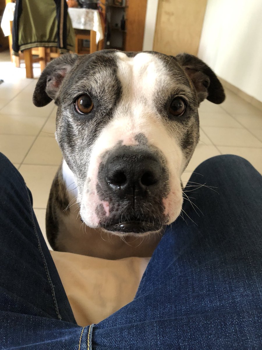 Está mal si dejo que kay, mi perrita, me chupe los pies? 🐶