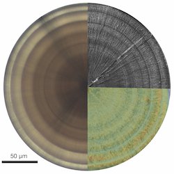 'If you like it then you shoulda counted rings in it' - our MEPS Theme Section on 'Innovative use of sclerochronology in marine resource management' available now at int-res.com/abstracts/meps…