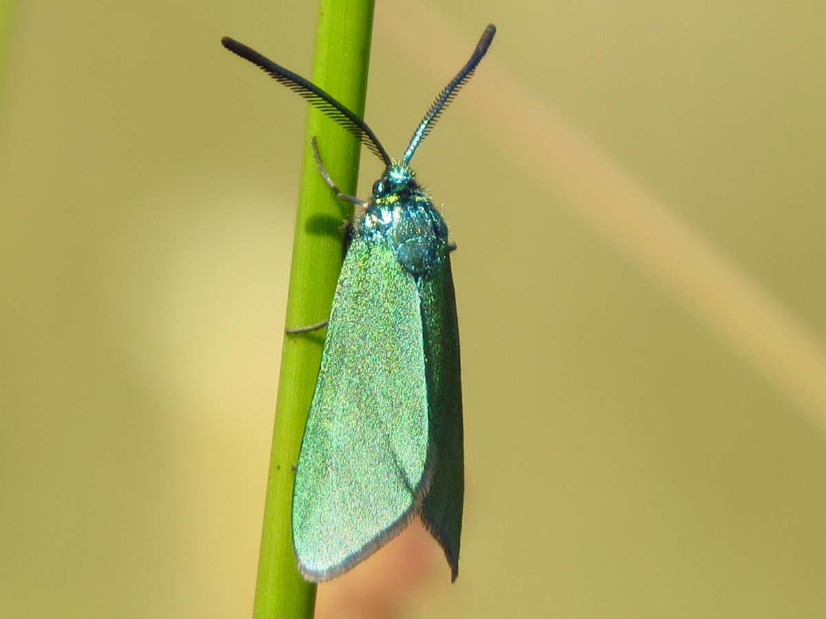 PeteKinsella2's tweet photo. Forester Moth, Adscita statices, Ainsdale NNR, 28.6.18 @TheSeftonCoast @BritishMoths #ForesterMoth https://t.co/ZjKXZjG6b7