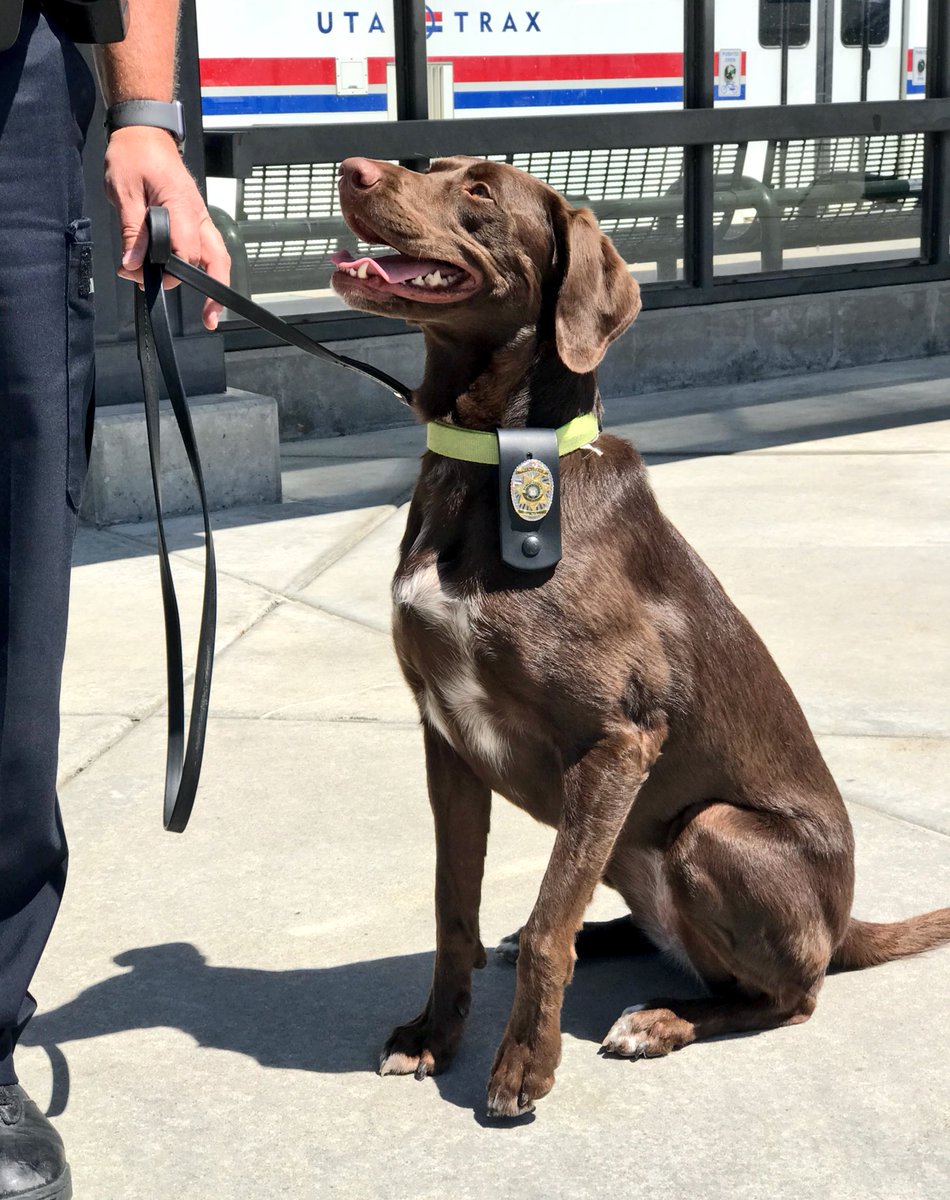 shorthaired pointer lab mix