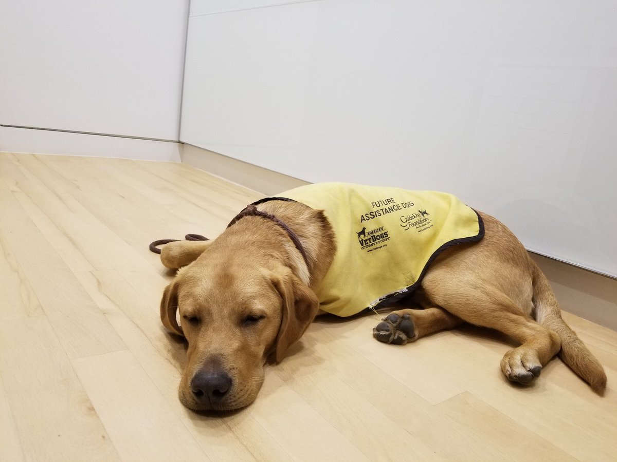 The dog days of summer are ruff for interns. See what we did there? Cinch here is training to be a guide dog AND learning the PR ropes by interning at Crosby-Volmer. He's the only staffer permitted to nap at work because LOOK AT THAT FACE.