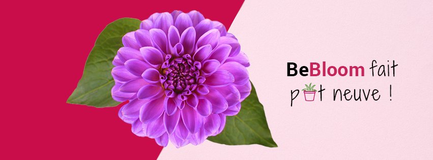 Bebloom_com's tweet photo. BeBloom fait "pot" neuve ! Découvrez le nouveau site avec des bouquets qui vont vitaminer vos journées ! 🌻🍊🌞
https://t.co/KjdJOQPyZy #BeBloom https://t.co/hCy0cFx4gu