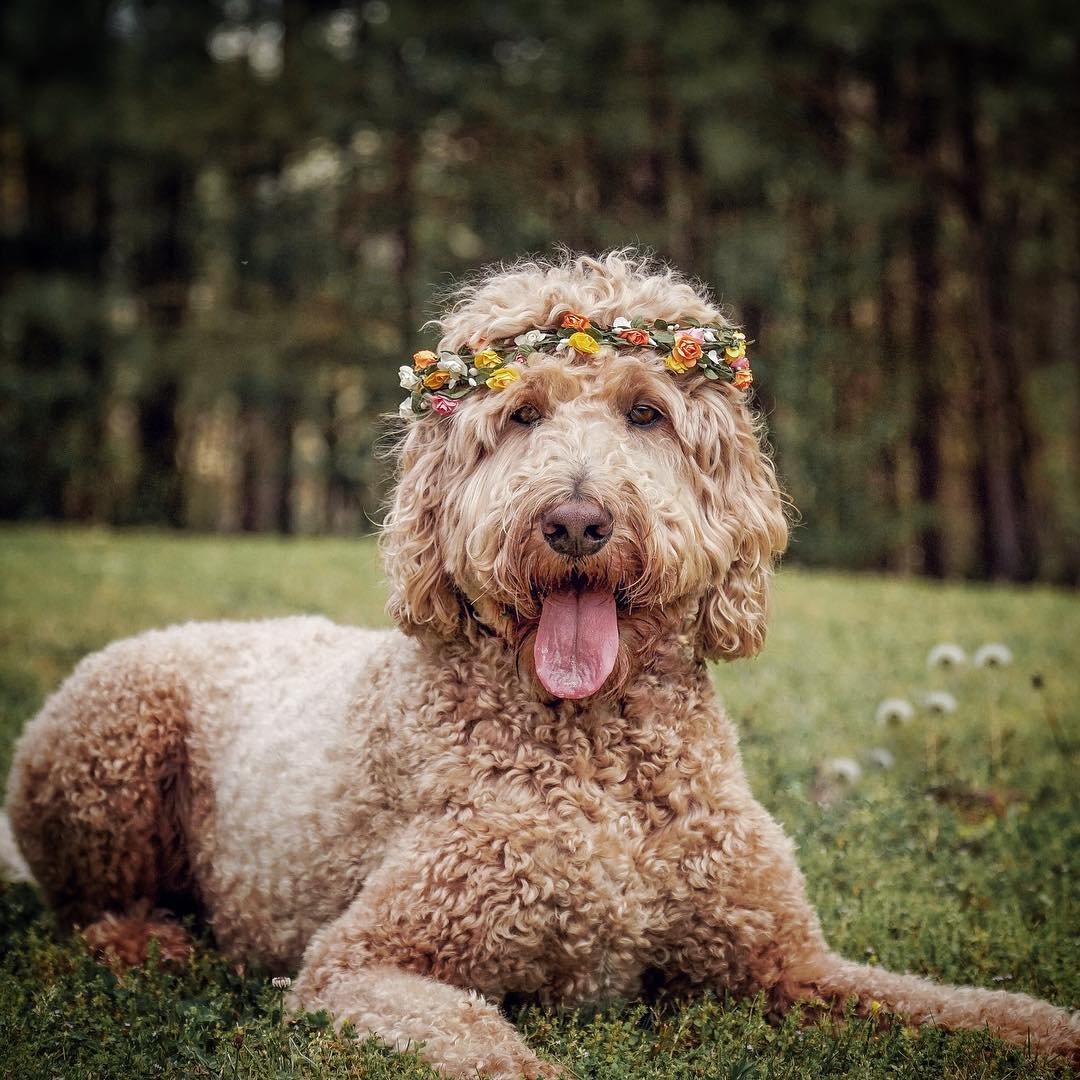 “Real men wear flower crowns to @coachella” writes @indythegoldendoodle 
.
.
.
.
#dogsofinstagram #dog #pets #hemp #cbdoil #cbddogtreats #cbddog #cbdpets #cbdpet  #CBDforPets #pets #dogs