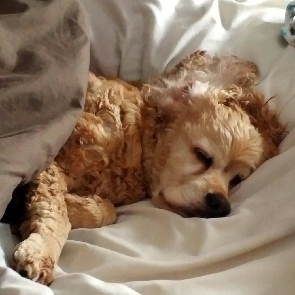 WicketsWebWorld's tweet photo. Air Conditioning is a wonderful thing #thankful #keepyourdogssafe #hightempwarnings #acON https://t.co/AH84Jc7BXT