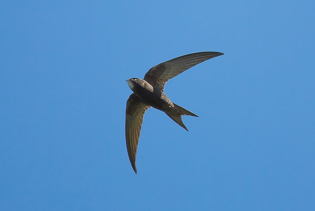 Not So Swifts nicklemesurier57.wordpress.com/2018/06/28/not…
