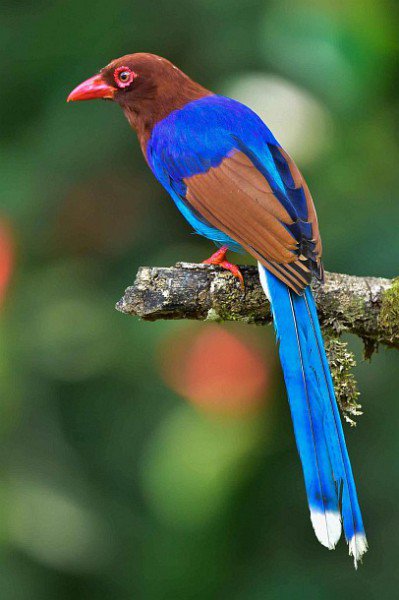 visit_sri's tweet photo. #Endemic #species of #SriLanka. 
#SriLankan Junglefowl 
#SriLanka Blue magpie
Purple-faced langur
Layard's Parakeet 
#JoinUs for more #information on #biodiversity of #SriLanka @visit_sri  We welcome you to #SriLanka the #Wonder of #Asia 
#happy #journey to all. https://t.co/xUpUzhwE27