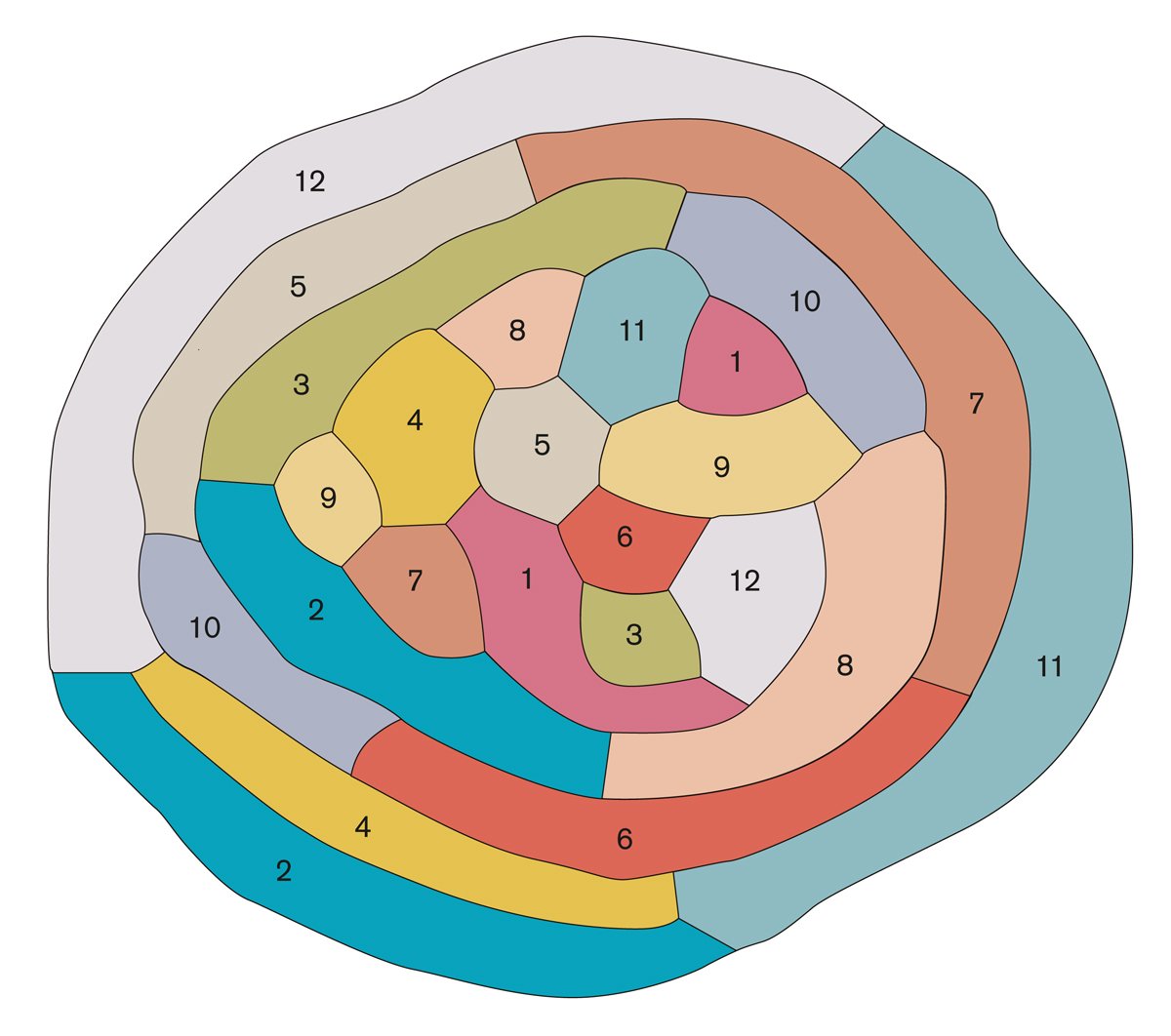 free modeling of carbon nanotubes graphene and their