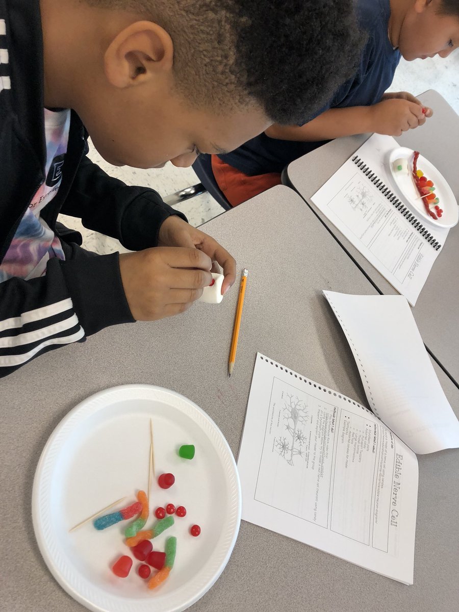 VanderbiltCSEO's tweet photo. We are building edible nerve cells this morning! It's neuro-biology today! #sugarforbreakfast #STEMoutreach #ediblescience https://t.co/B21aTgYC36