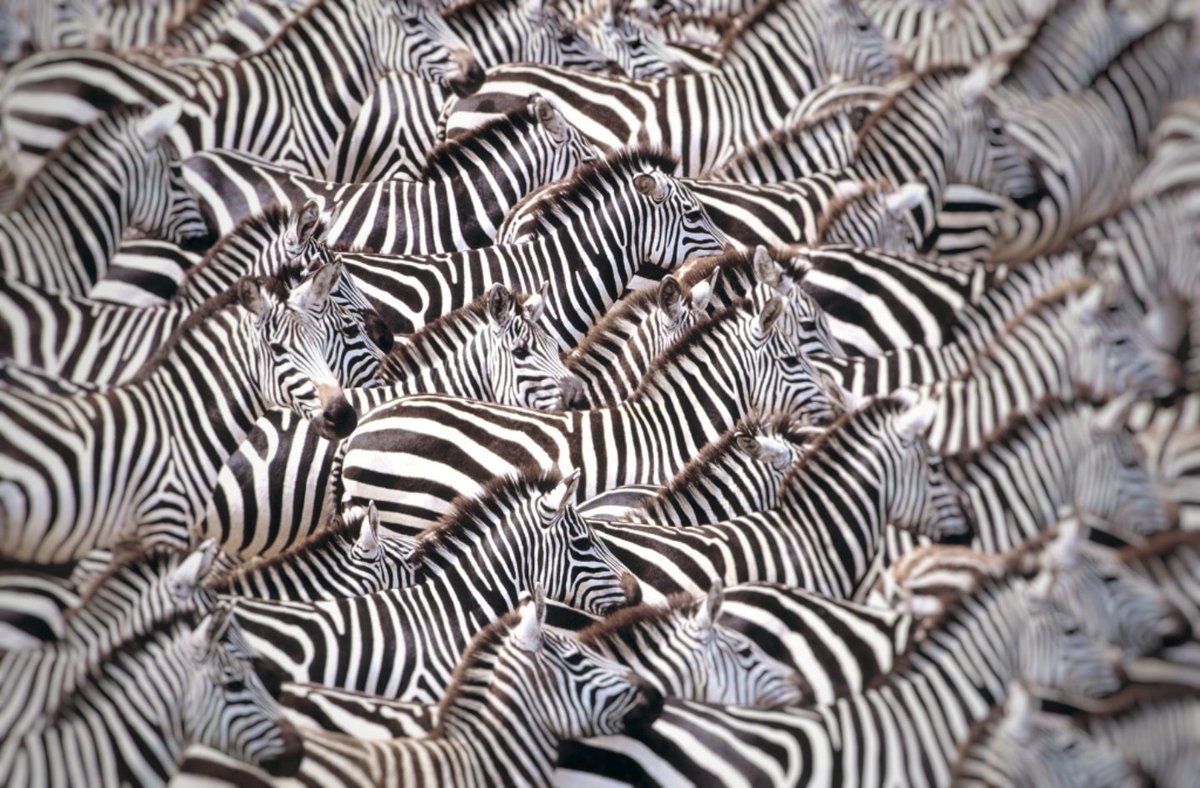 <a href="/ZcashFoundation/">Zcash Foundation 🛡️</a> governance panel has chosen the Zeal as the Zcash mascot! Much to the dismay of <a href="/zooko/">zooko🛡🦓🦓🦓 ⓩ</a> ;) Here is a pic of the #Zcash shielded value pool, can you see who sent the transaction?