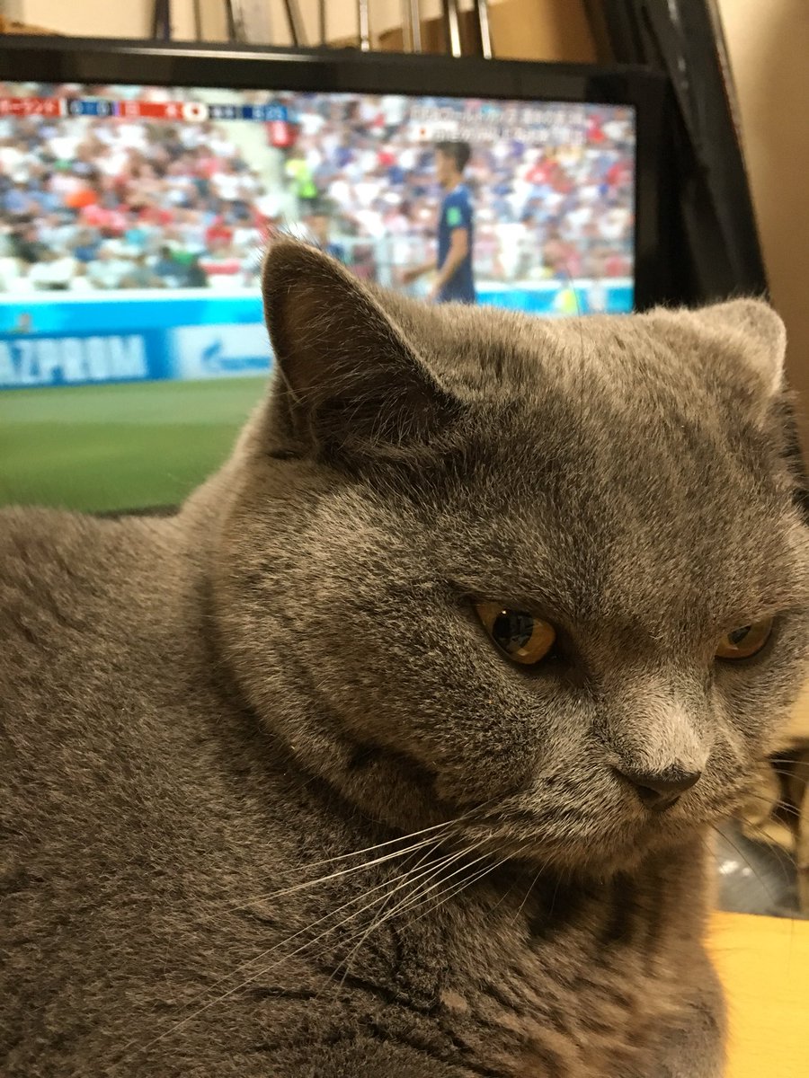 bubu_fish's tweet photo. タオさんはサッカー観ないの。 https://t.co/XHllbXFSt5